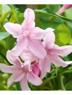 Jasminum Stefansio