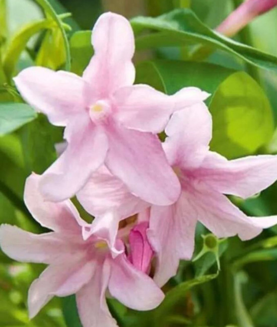 Jasminum Stefansio