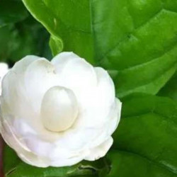 Jasminum Mary Chat Picul