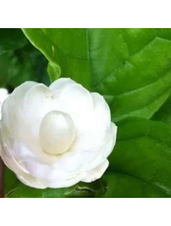 Jasminum Mary Chat Picul