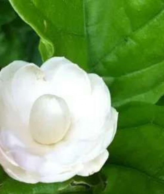 Jasminum Mary Chat Picul