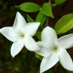 Jasminum bifarium 