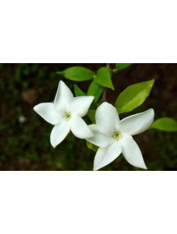 Jasminum bifarium 