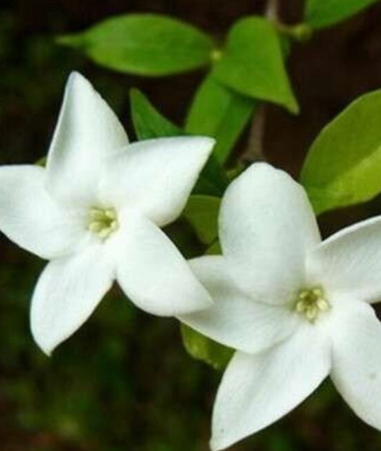 Jasminum bifarium 