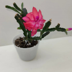 шлюмбергера exotica jasmine