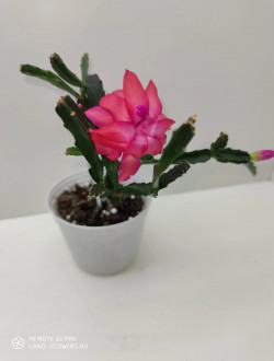 шлюмбергера exotica jasmine