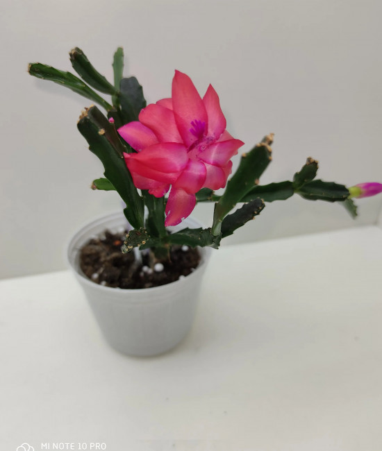 шлюмбергера exotica jasmine